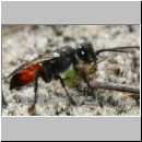 Astata sp - Grabwespe 01i 8mm mit Wanzenlarve - Sandgrube Niedringhaussee.jpg